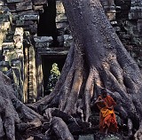Monk under a tree